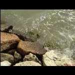 Eraclea-Mare-acqua-smossa.jpg<br>137.63 KB