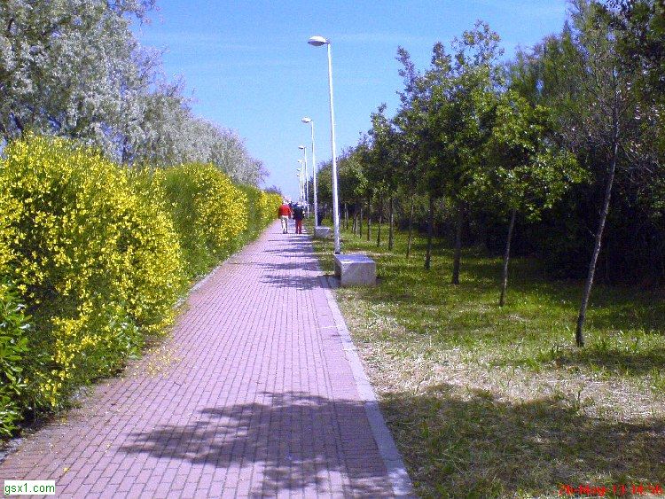 Giallo-di-Eraclea-Mare.jpg