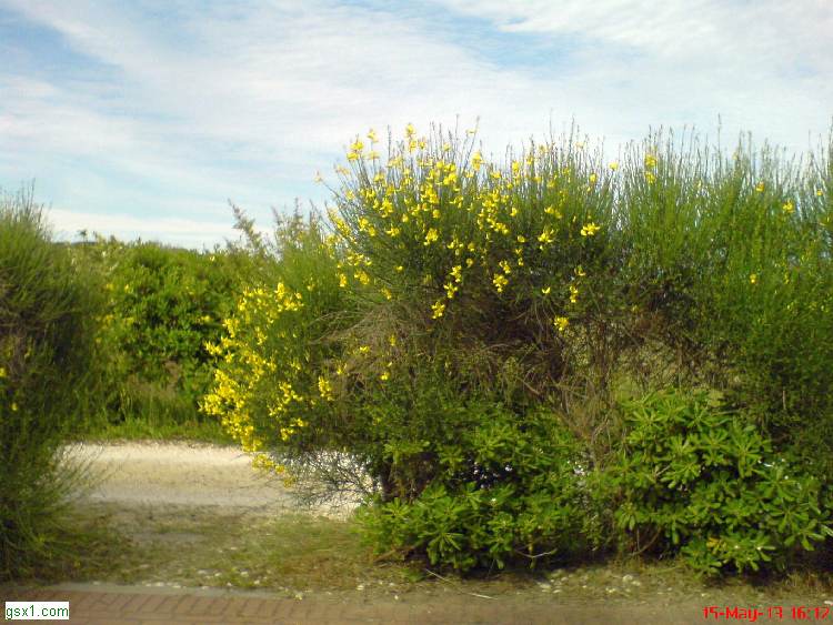 Giallo-e-Verde.jpg