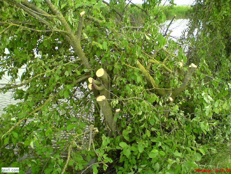 Albero-di-melette-salveghe.jpg
