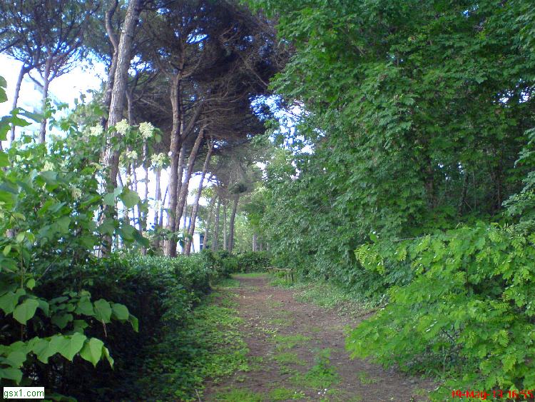 Pineta-Eraclea-Mare.jpg
