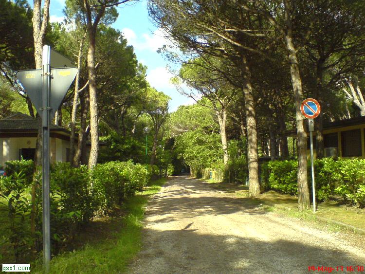 Pineta-da-esplorare.jpg