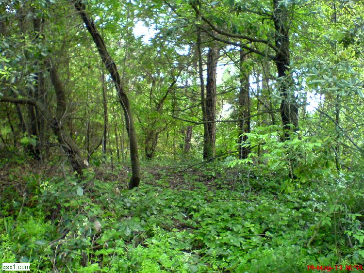 Scorcio-di-sottobosco-della-pineta.jpg